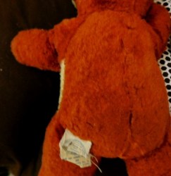 old bear back